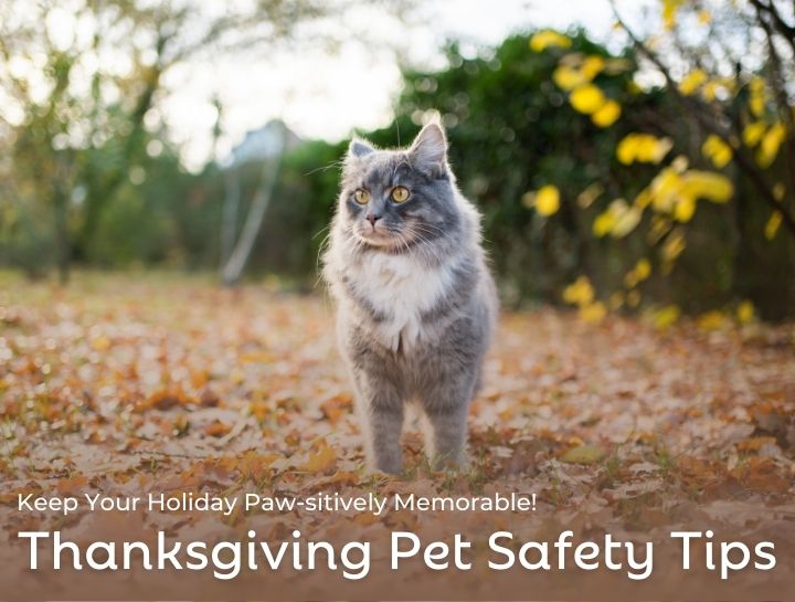 Thanksgiving Pet Safety Tips: Keep Your Holiday Paw-sitively Memorable!