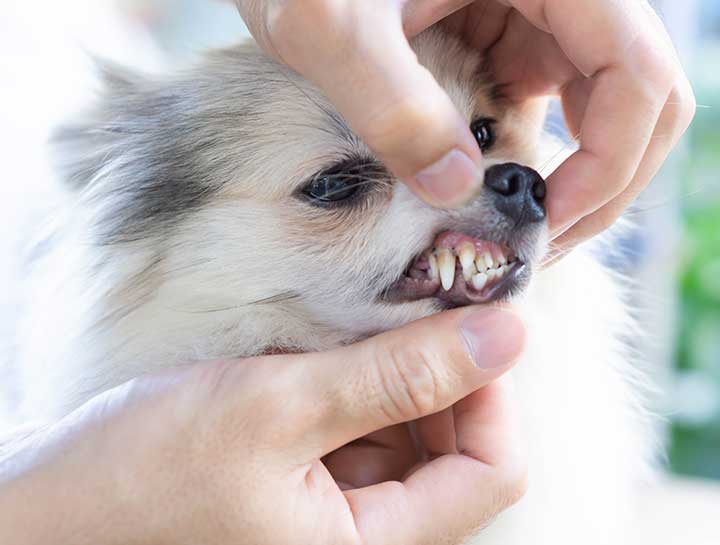 Manhattan Beach Pet Dentist